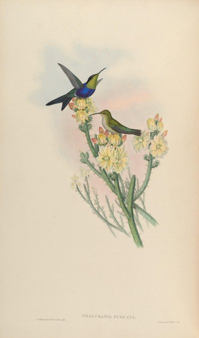 Thalurania furcata by John Gould